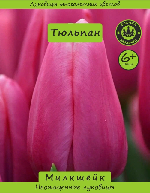 Тюльпан Луковица, Милкшейк, 6+ шт