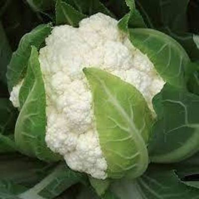 Капуста цветная Таката (чп)