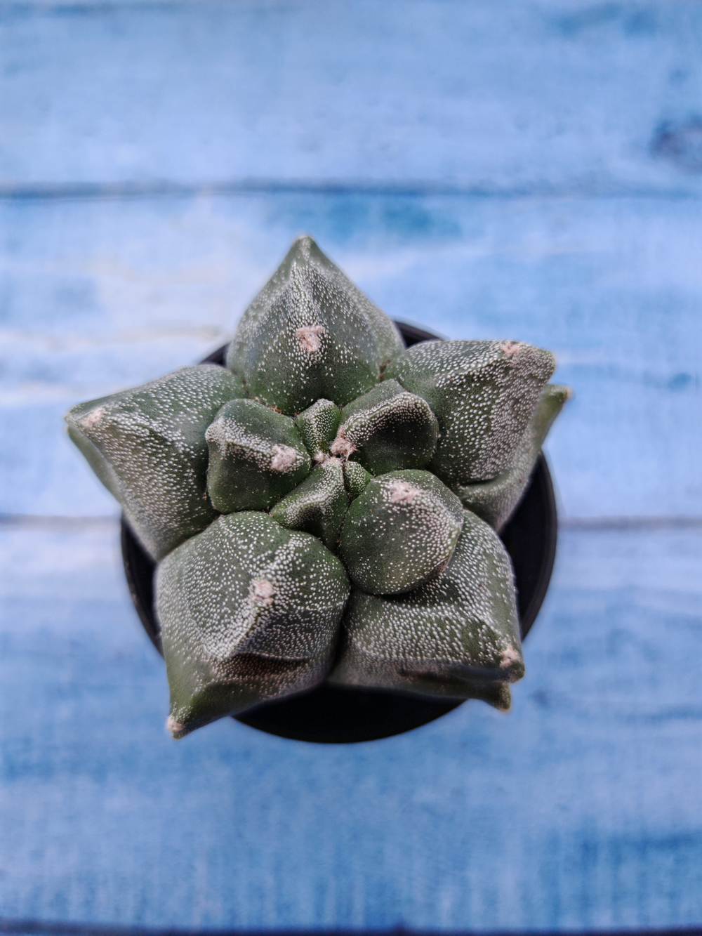 Astrophytum Myriostigma monstrosa (Астрофитум)