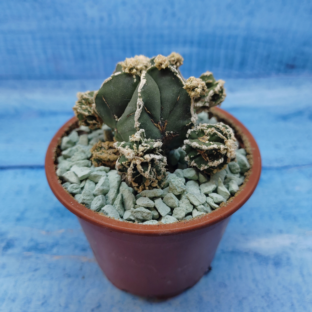 Astrophytum Myriostigma "Hakujo Fukuryu"  (Астрофитум)