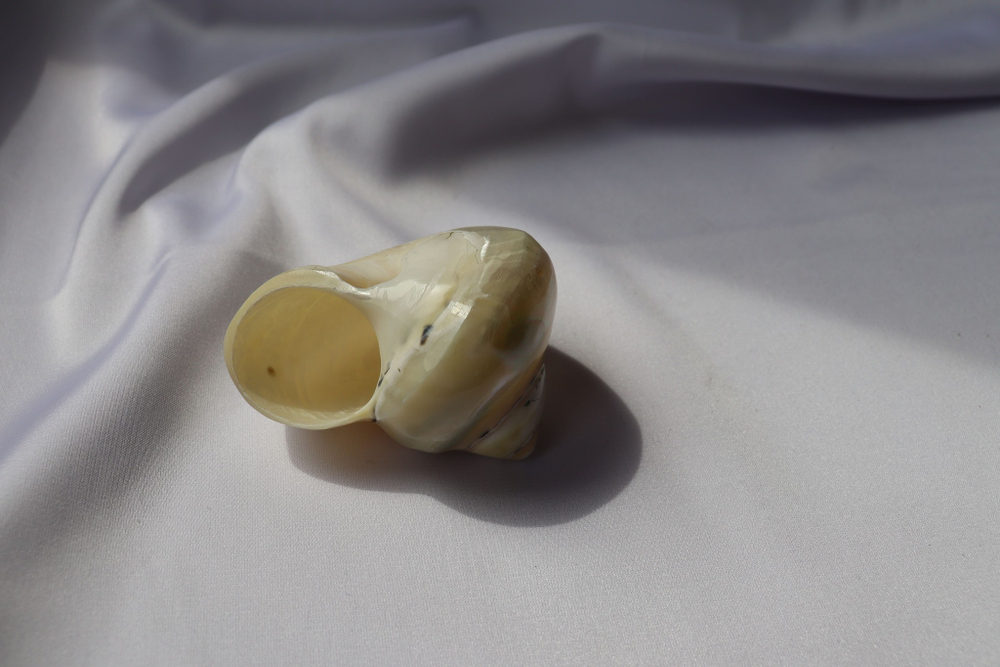 Циттариум пика (Cittarium pica) перламутровый