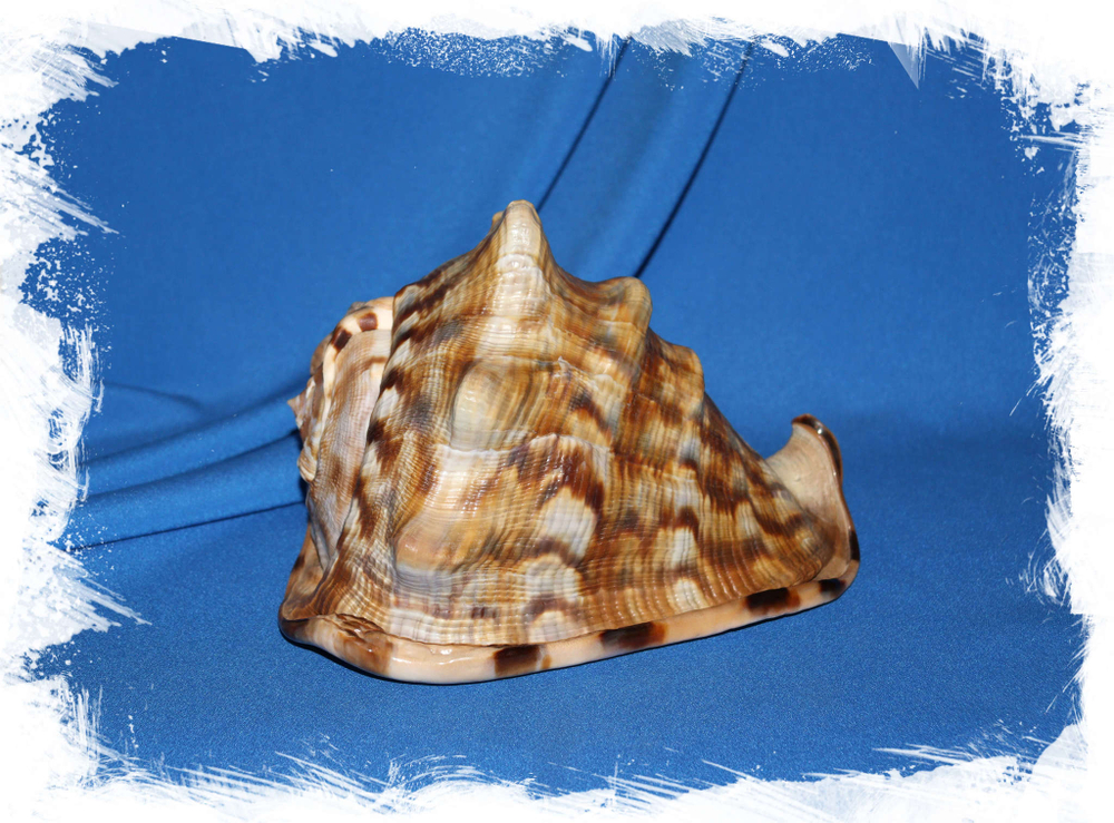 Купить Кассис тубероса (Cassis tuberosa)