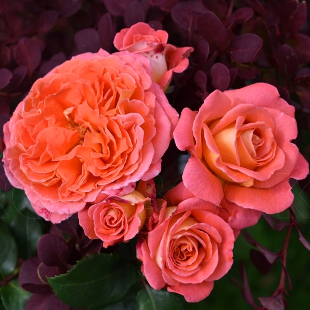 Роза Мами Дитер (шраб) оранжево-розовый