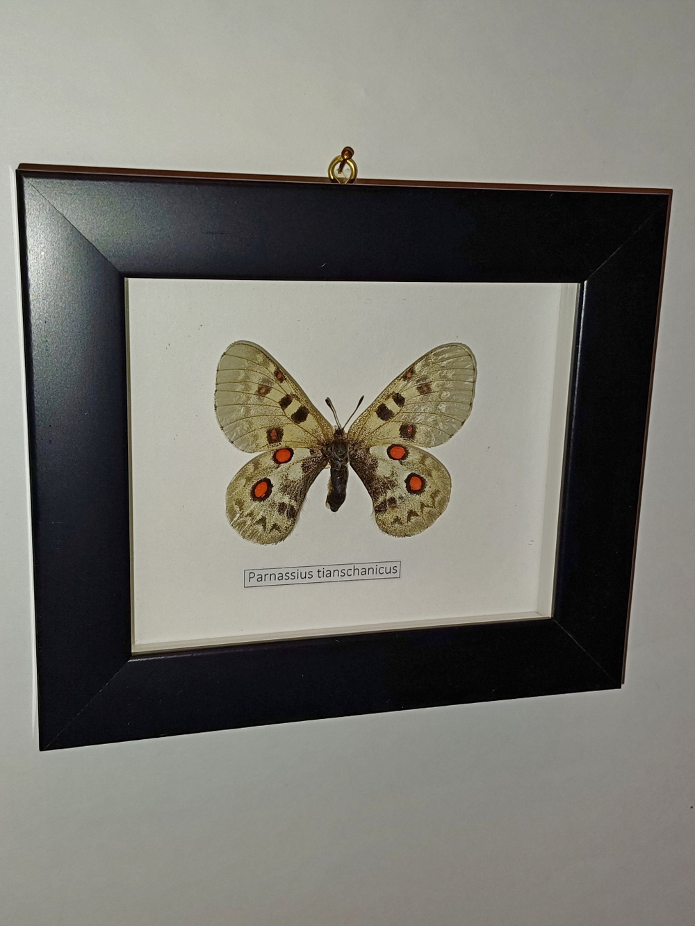 Бабочка Parnassius tianschanicus самка в рамке