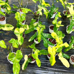 Филодендрон FLORIDA x PARAISO