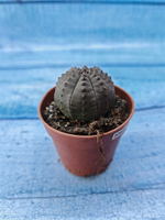 Euphorbia Obesa (Эуфорбия)