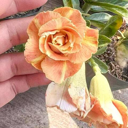 Адениум ORANGE CAKE