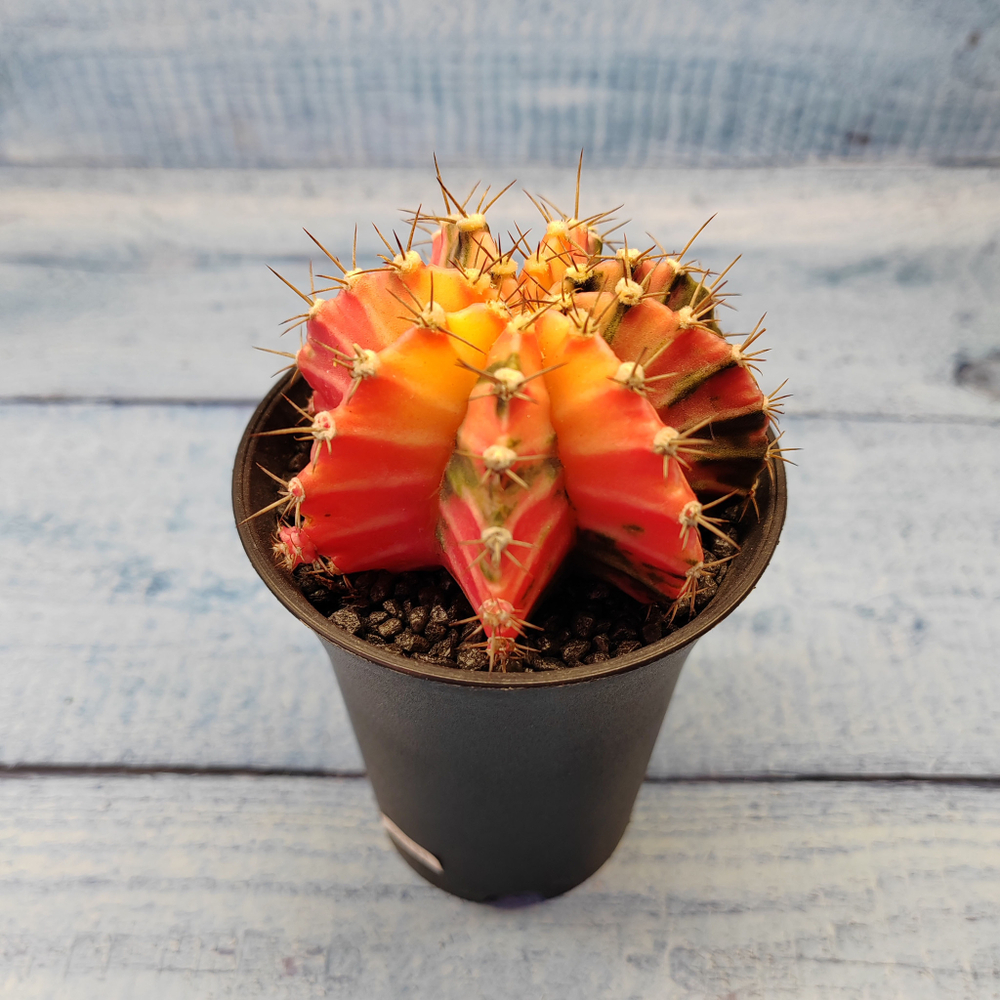 Gymnocalycium Variegata (Гимнокалициум Вариегатный)