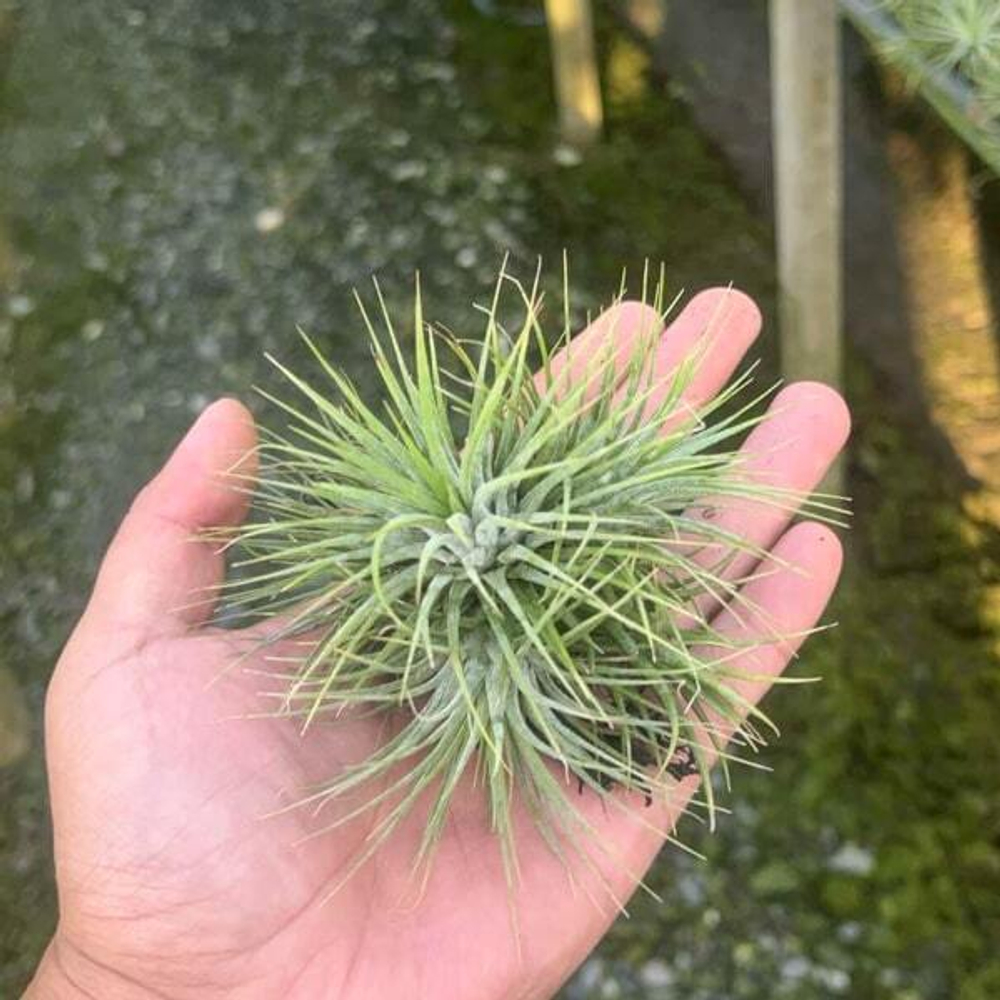 Тилландсия ionantha Stricta (T86)