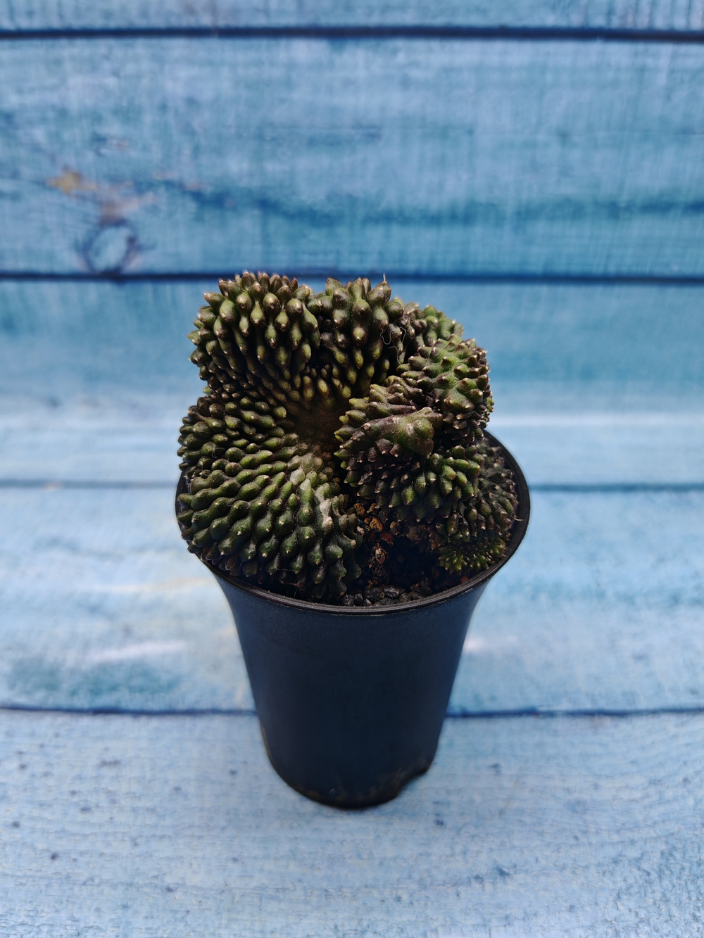Gymnocalycium Spineless Crested form (Гимнокалициум Кристатный)