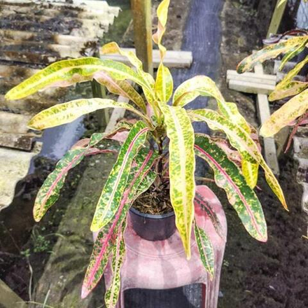 Кротон KHUEAN UBONRAT