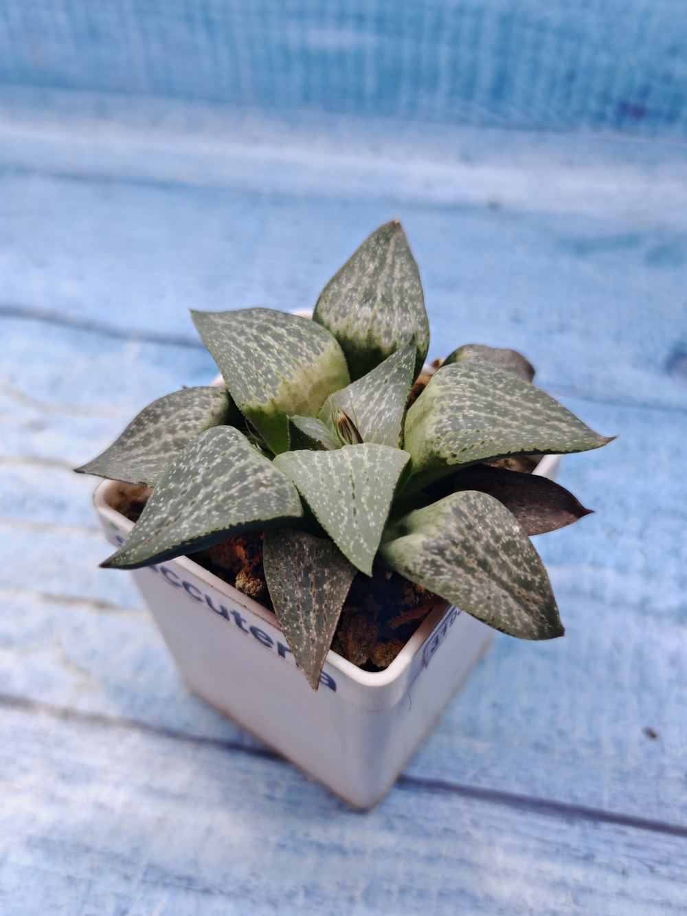 Haworthia Comptoniana hyb. (Хавортия)
