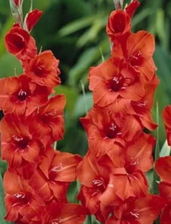 Зарубежные сорта