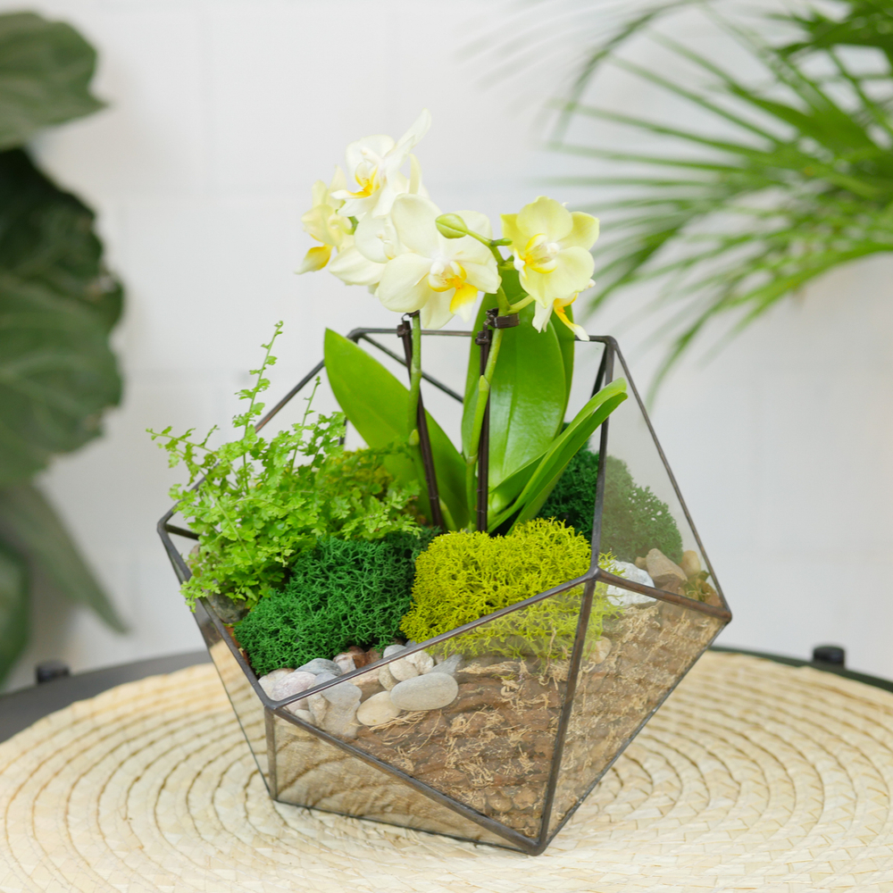 Готовый флорариум с орхидеей Лайм Икос S