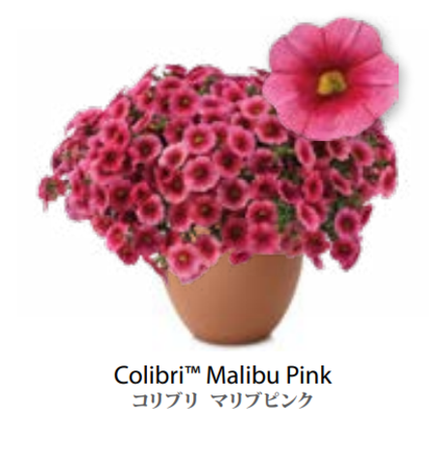 ЕВРО Calibrachoa Colibri Malibu Pink НЕукор черенок конец октября 25