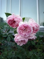 Роза шраб Соня Рикель