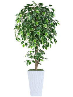 Искусственное дерево Фикус пестрый 180см в высоком белом кашпо ротанг