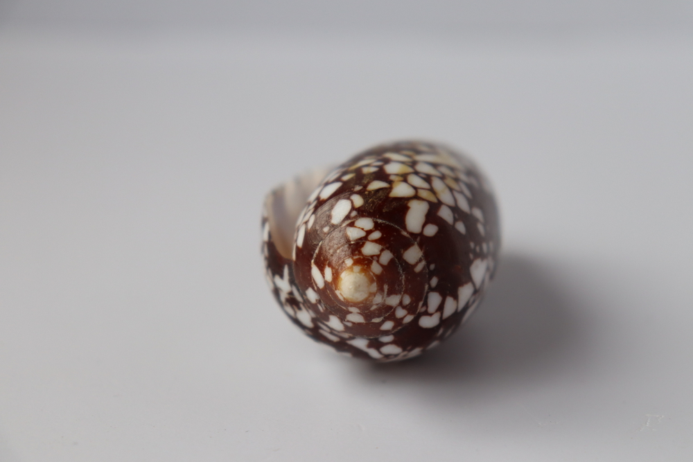 Конус ауликус (Conus aulicus) (скол на губе)