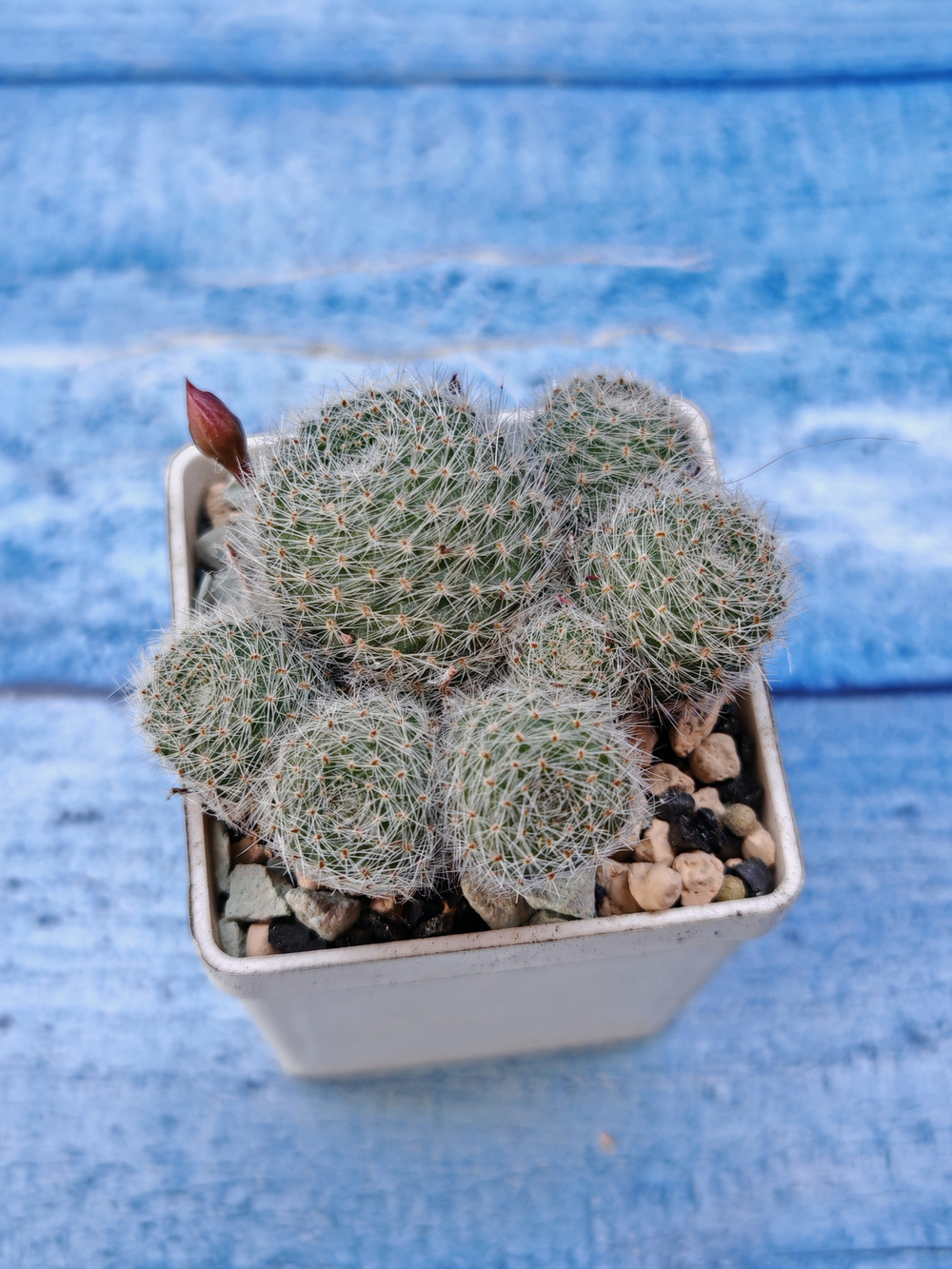Rebutia Sunrise (Ребуция)
