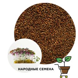 Перилла красная (Шисо)