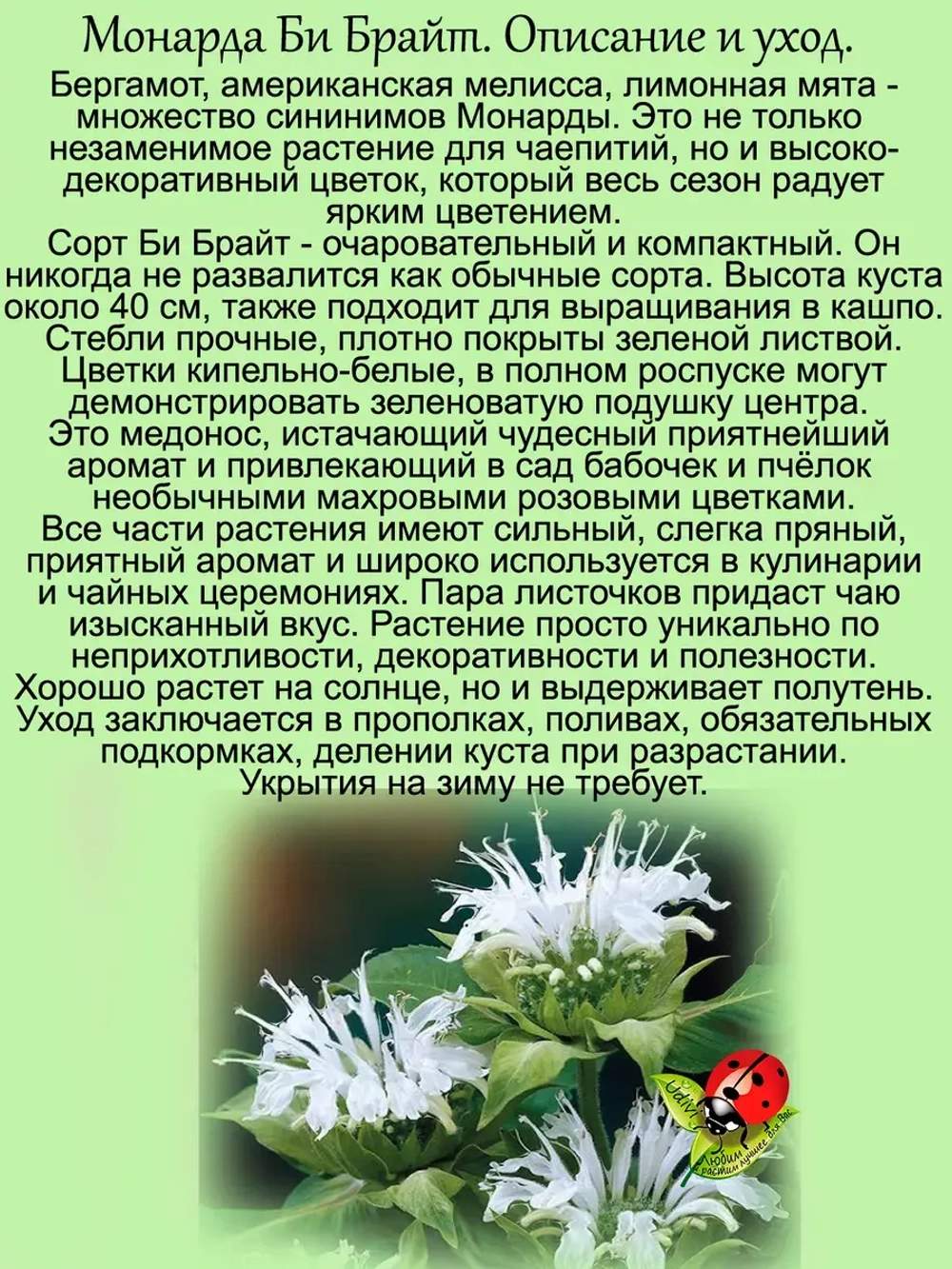 Монарда Би Брайт Садовый бергамот