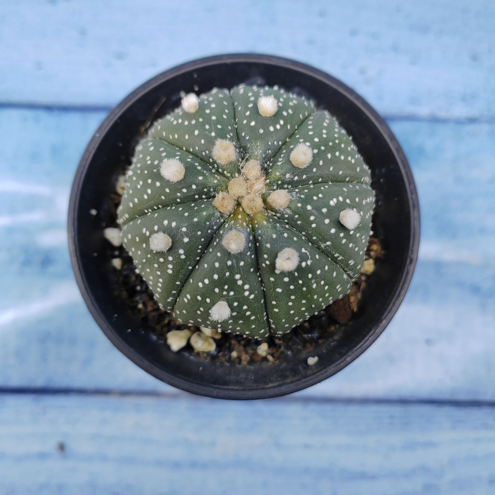 Astrophytum Asterias (Астрофитум)