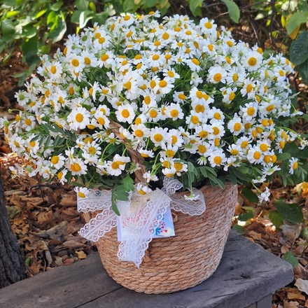 Полевые ромашки в кашпо