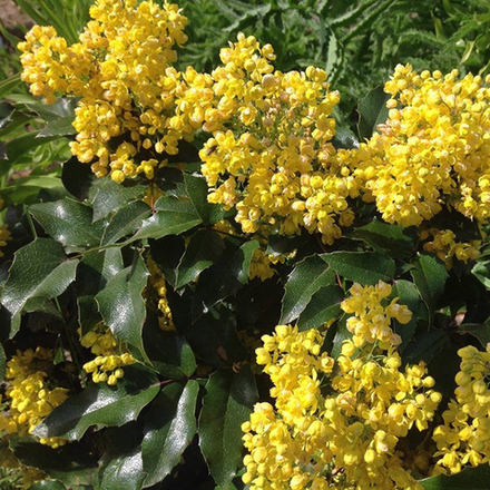 Магония падуболистная Аполло В+С5 40-60