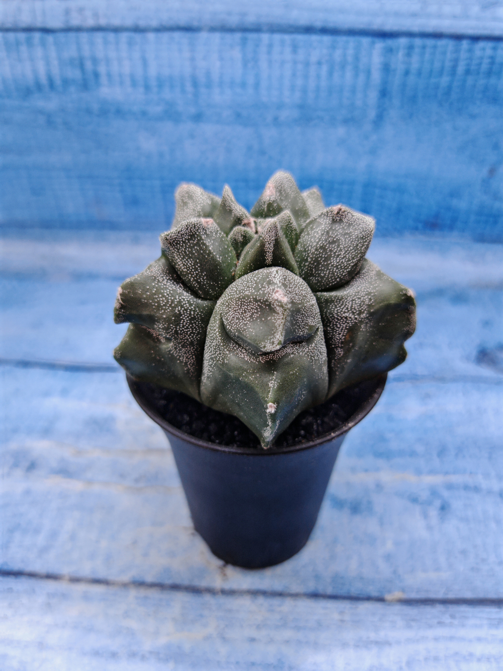 Astrophytum Myriostigma monstrosa (Астрофитум)
