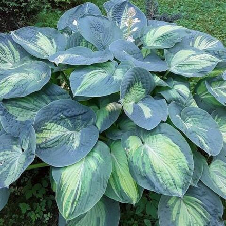 Хоста Дрим Квин С2