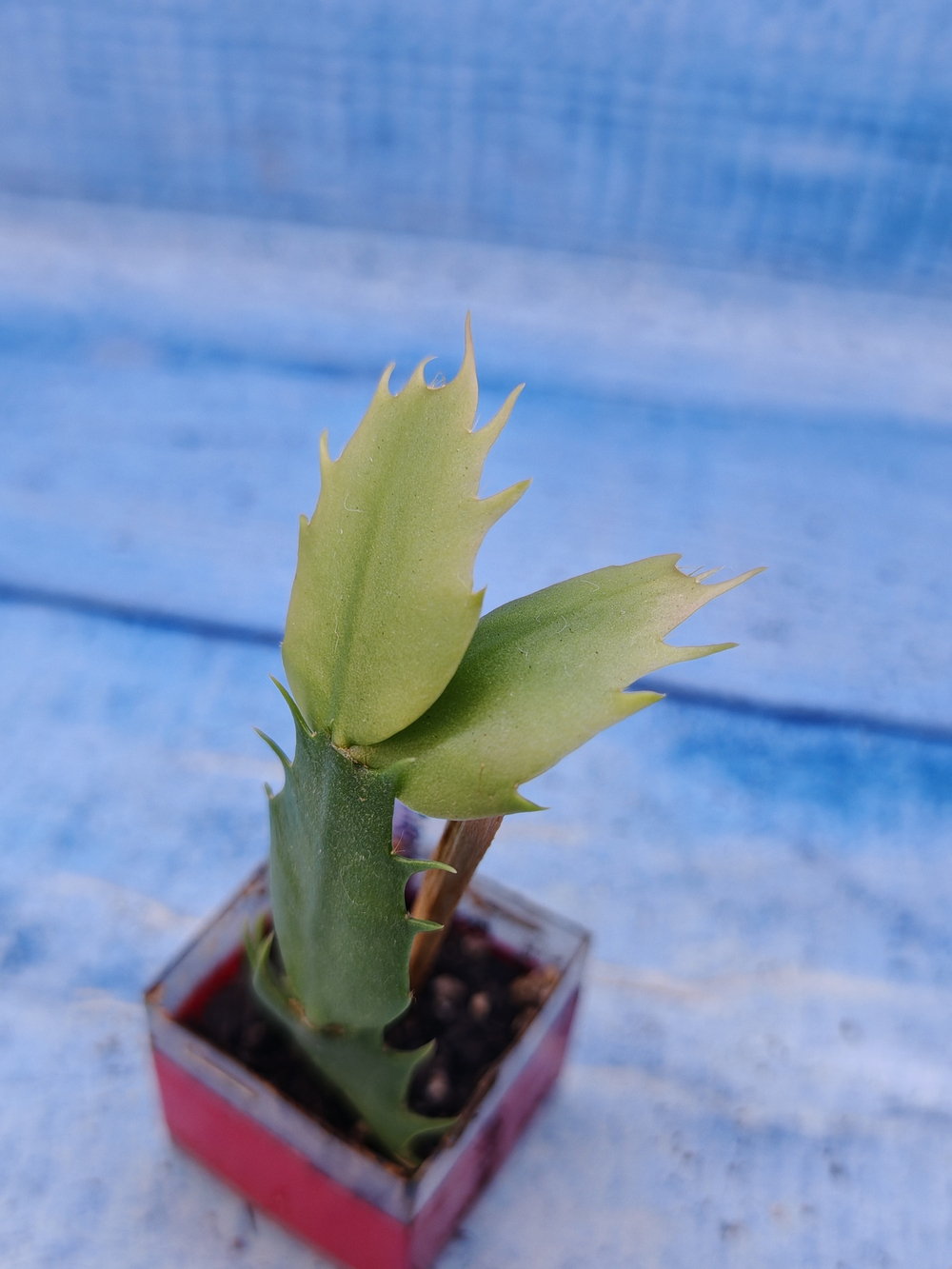 Schlumbergera cv. Windsor (Шлюмбергера)