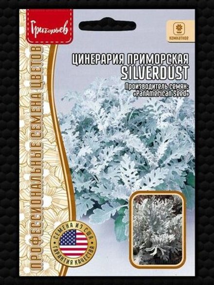 Цинерария Серебряная Пыль приморская Григорьев 