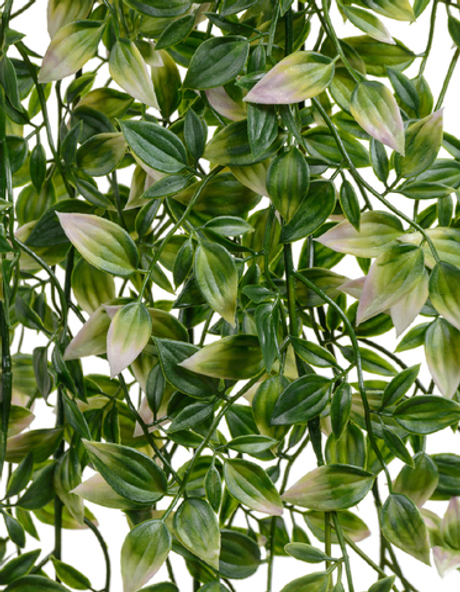 Традесканция зелёная с розовым