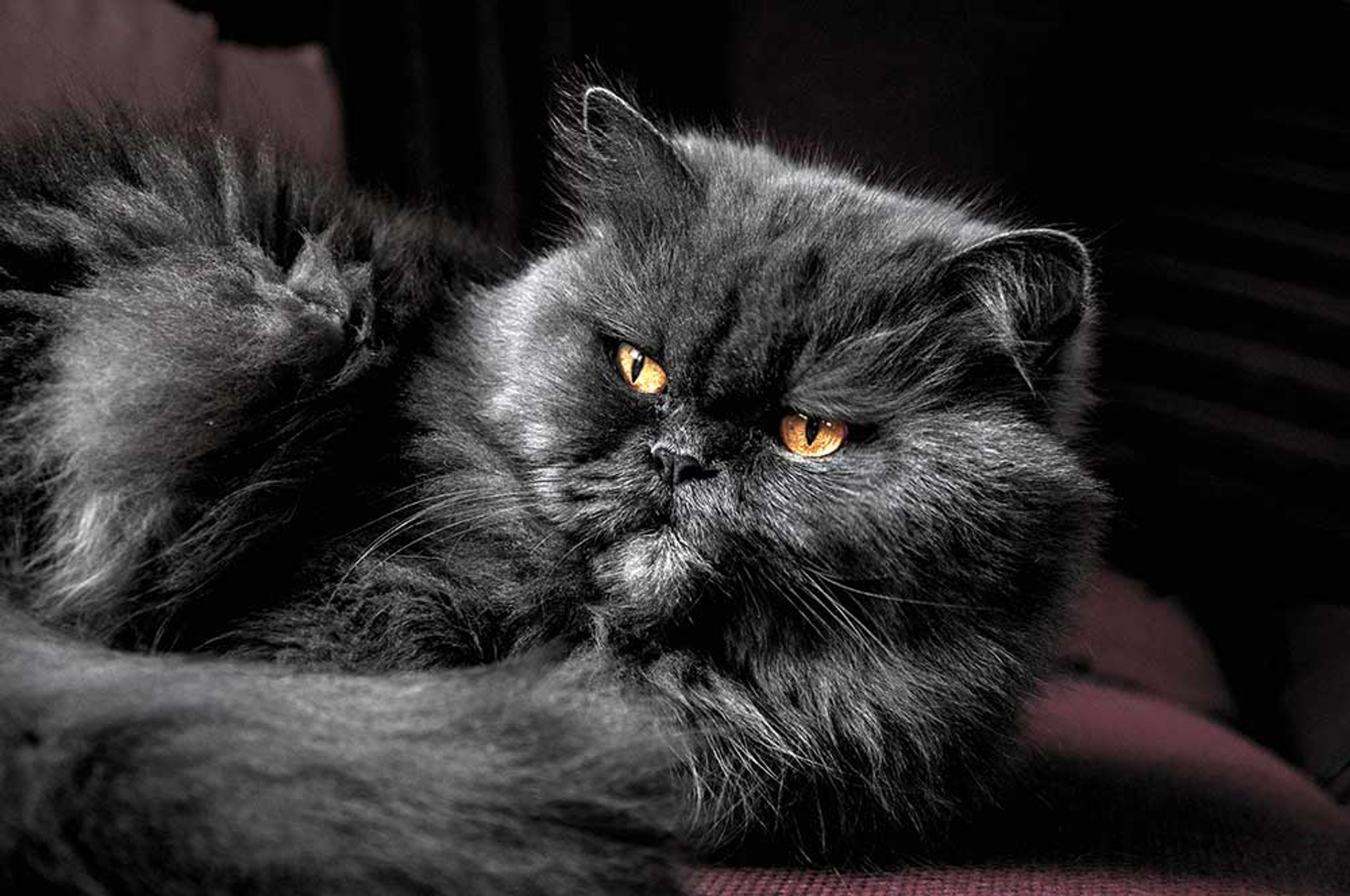 Отель для кошек