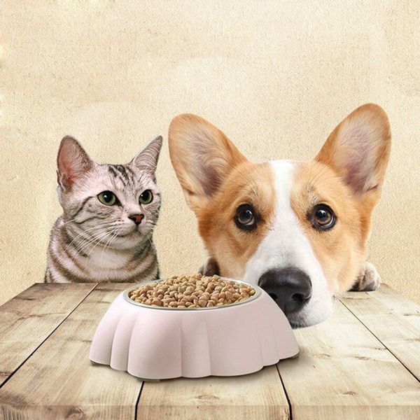 Чем собачий корм отличается от кошачьего - почему собаки любят есть кошачьи смеси