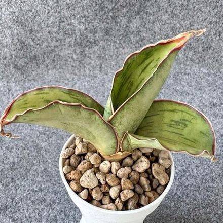 Сансевиерия AS SILK