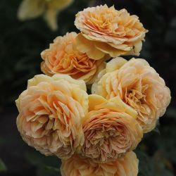 Голден Зест - (Сто Идей Сада) (Golden Zest)