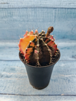 Gymnocalycium Variegata (Гимнокалициум Вариегатный)
