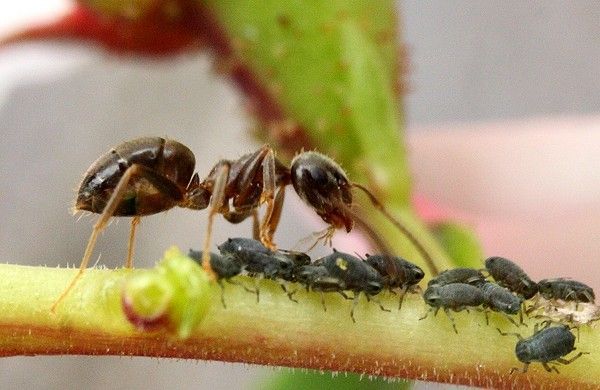 Муравьи Lasius niger