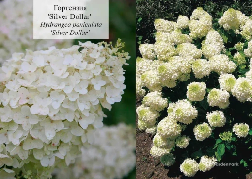 Гортензия метельчатая Сильвер Доллар (2/3 ветки) Закупка М59 апрель 2026