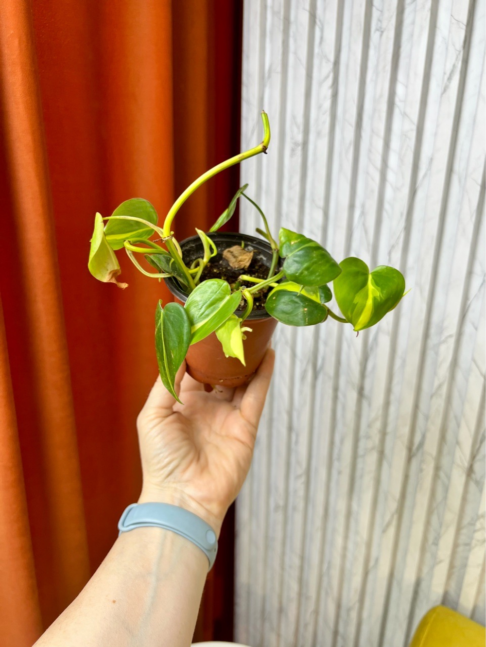 Филодендрон Сканденс Бразил, D9см Н15см, 1шт, Urban Jungle