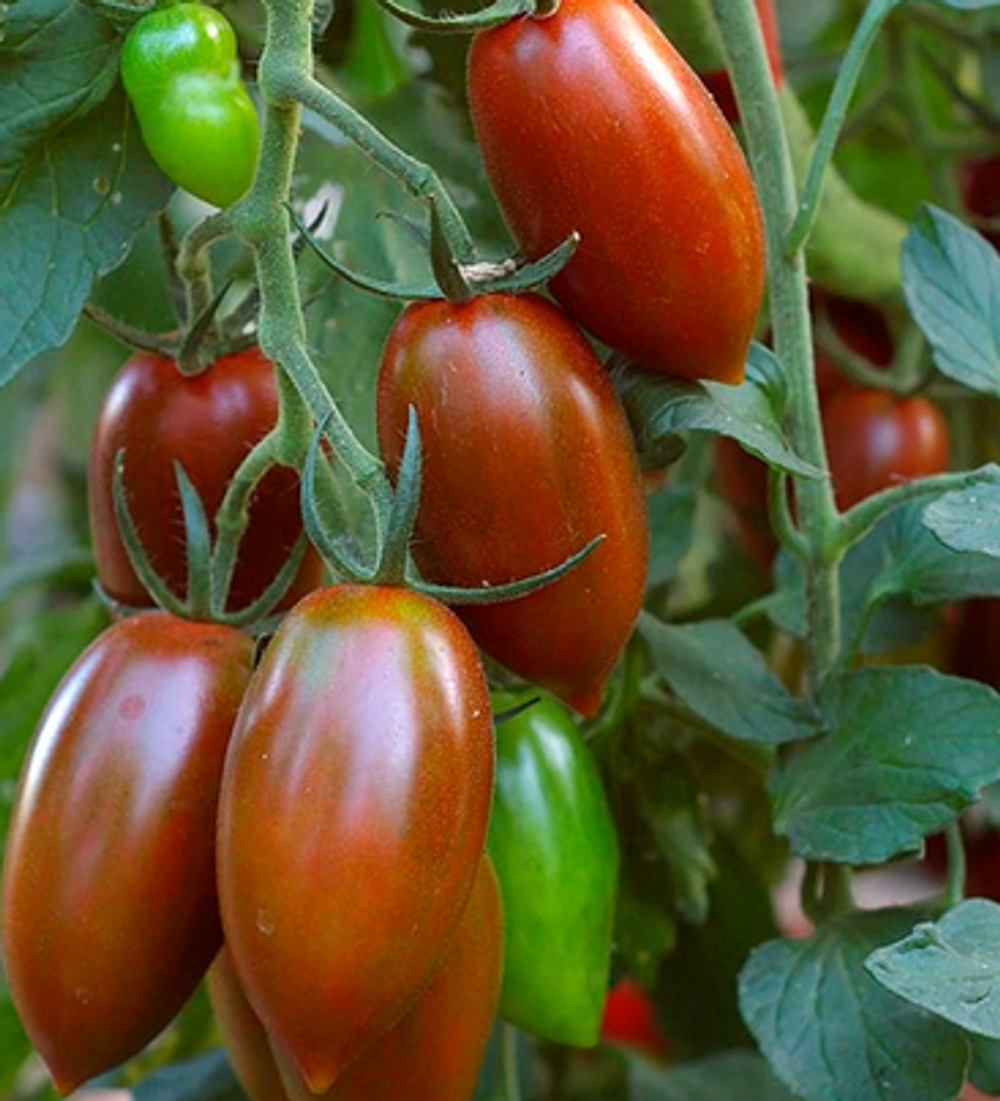 Сладкая карамелька шоколадная