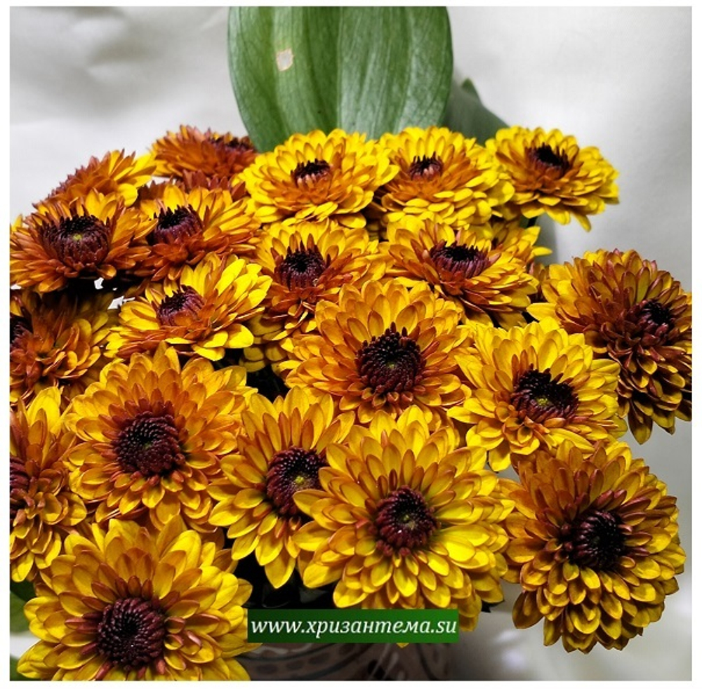 Хризантема кустовая Lexy 🌼 к.34 (временно нет в наличии)