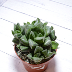 Haworthia Cuspidata hybrid (Хавортия)