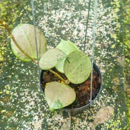 Хойя VERTICILLATA SILVER