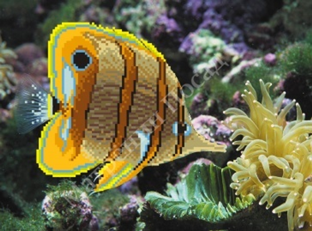 В поисках Немо