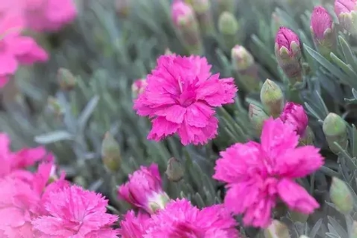 Гвоздика серовато-голубая Пинк Бланка Р9 Закупка М36 получение май-июнь 2026