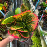 Кротон SRI THINNAGON