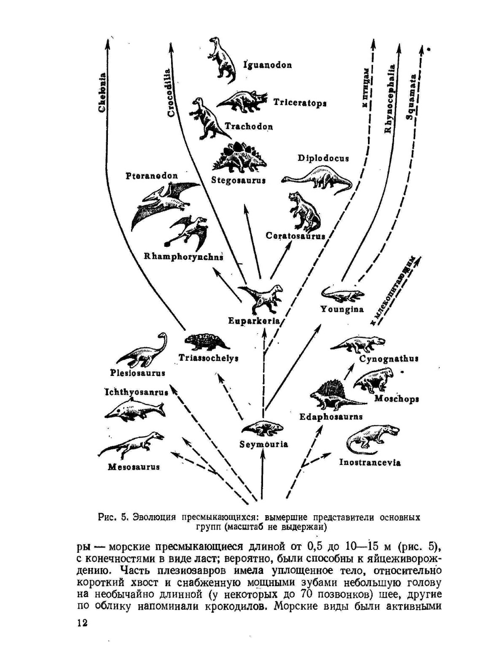 Зоология позвоночных. Часть 2. Пресмыкающиеся, птицы, млекопитающие | Н. П. Наумов; Н. Н. Карташев