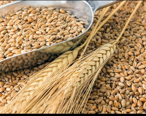 Пшеница фуражная 40 кг мешок.